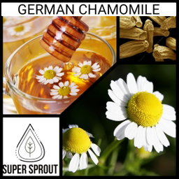 🌼GERMAN CHAMOMILE🌼 x100+ seeds