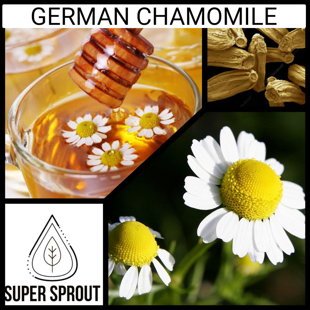 🌼GERMAN CHAMOMILE🌼 x100+ seeds_1