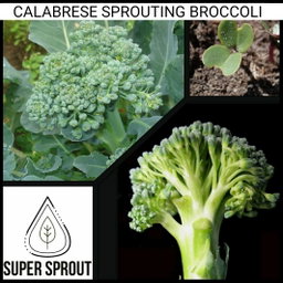 🥦CALABRESE SPROUTING BROCCOLI 🥦 x 100+ seeds