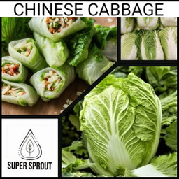🥢CHINESE CABBAGE🥢 x 25+ seeds
