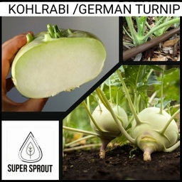 🌱KOHLRABI WHITE 🌱 x 15+ seeds
