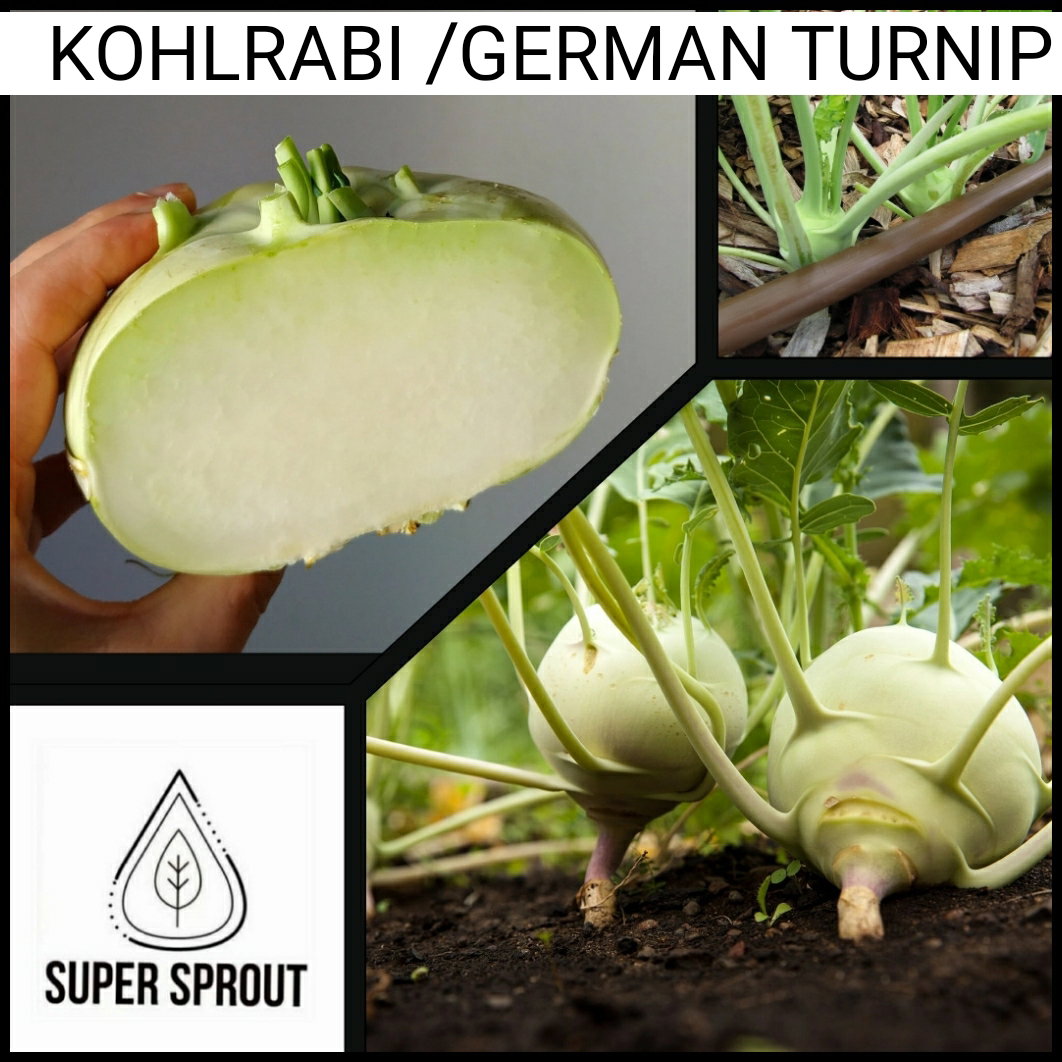 🌱KOHLRABI WHITE 🌱 x 15+ seeds_1