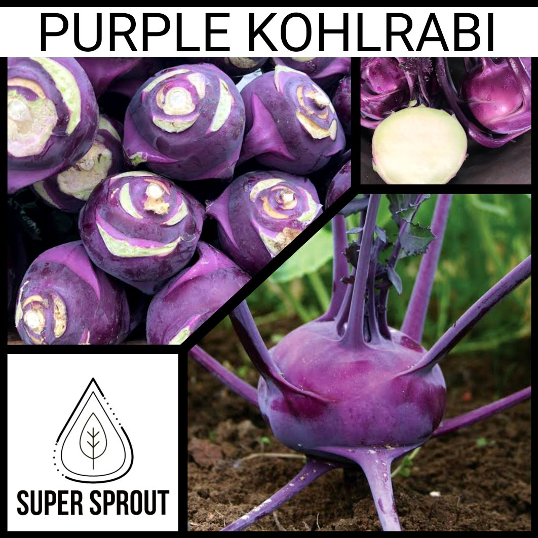 PURPLE KOHLRABI x 50+ organic seeds_1