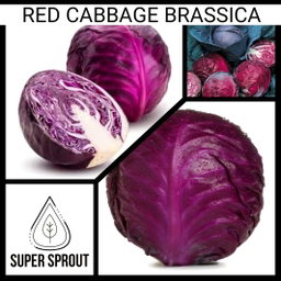 Red cabbage x 50+ organic seeds
