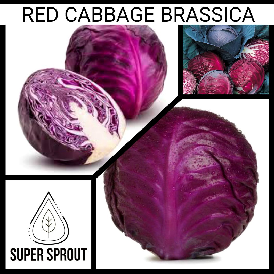Red cabbage x 50+ organic seeds_2