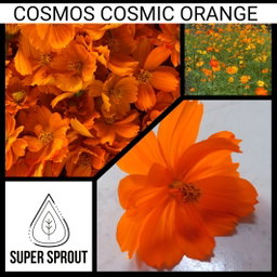 🏵SULFUR COSMOS🏵 x 25 seeds