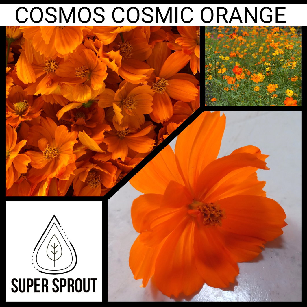🏵SULFUR COSMOS🏵 x 25 seeds_2