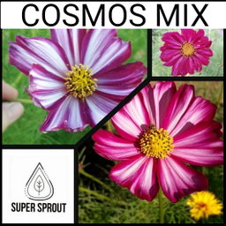 🌸COSMOS MIX🌸 x 25 seeds