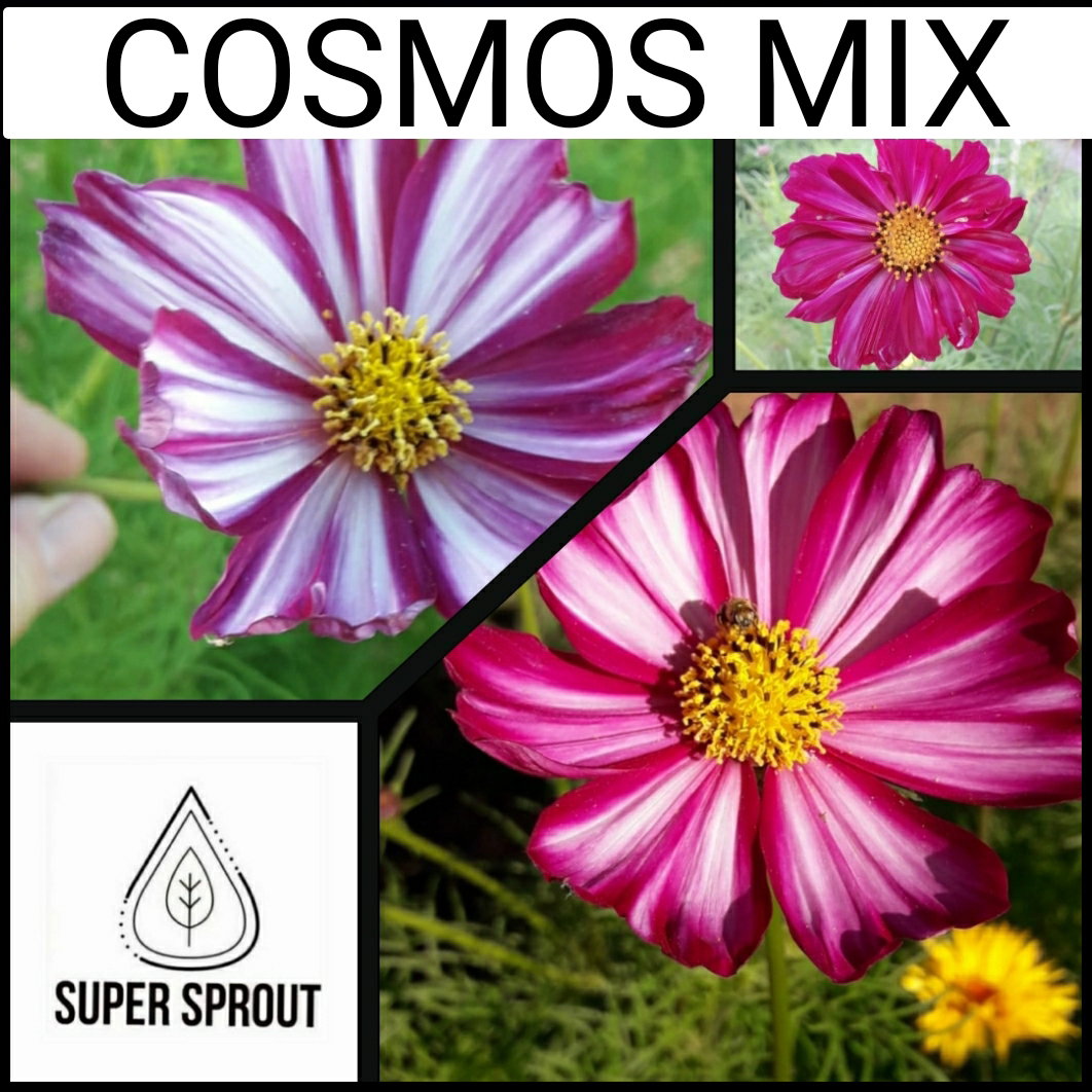 🌸COSMOS MIX🌸 x 25 seeds_1