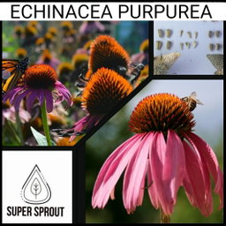 🌺ECHINACEA PURPUREA 🌺 x 15 seeds