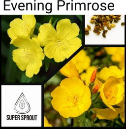 🌼EVENING PRIMROSE FLOWERS🌼 x 50+ seeds