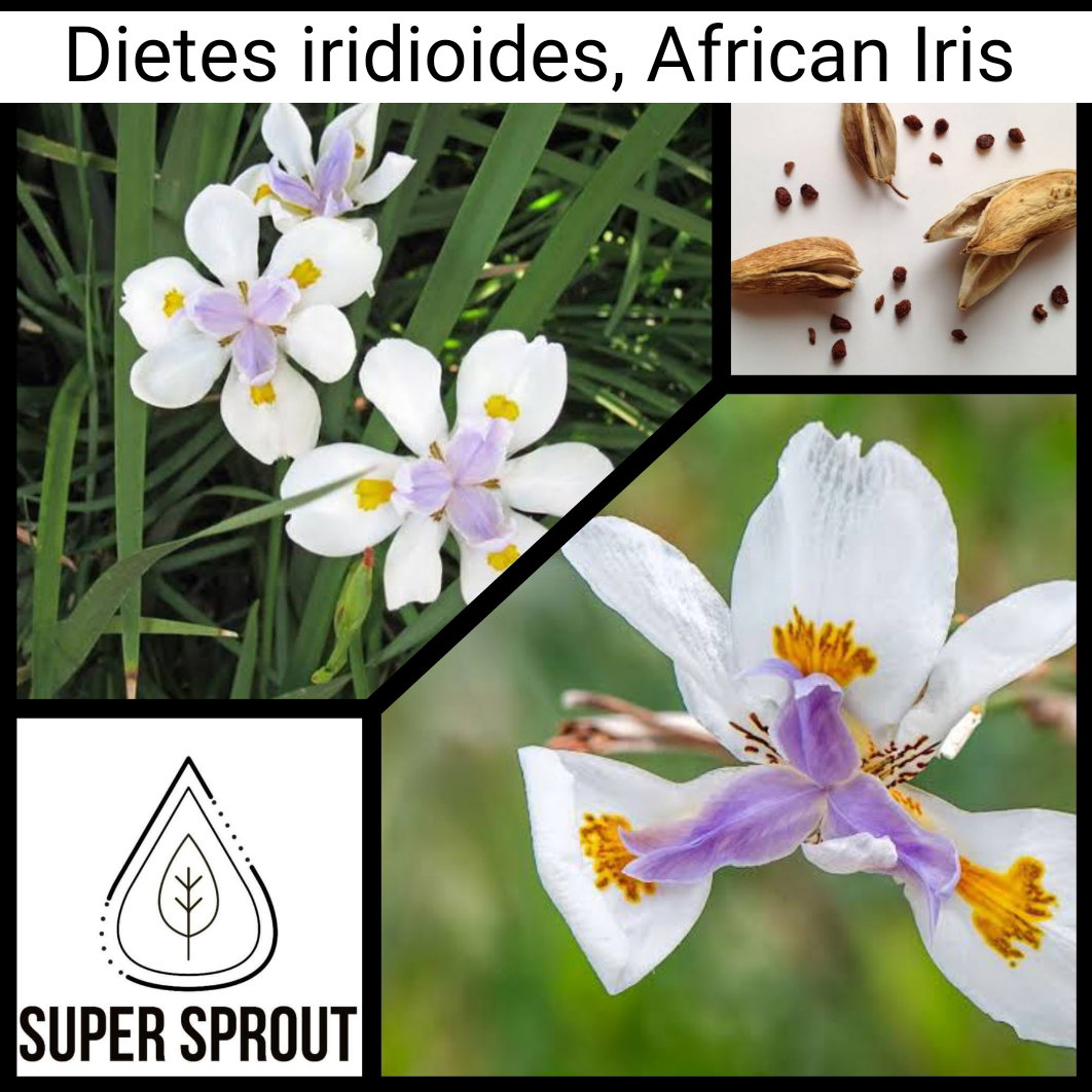 🌸AFRICAN IRIS🌸 x 10 seeds