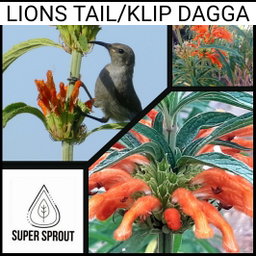 🌺LIONS TAIL/ KLIP DAGGA 🌺 x 15 seeds