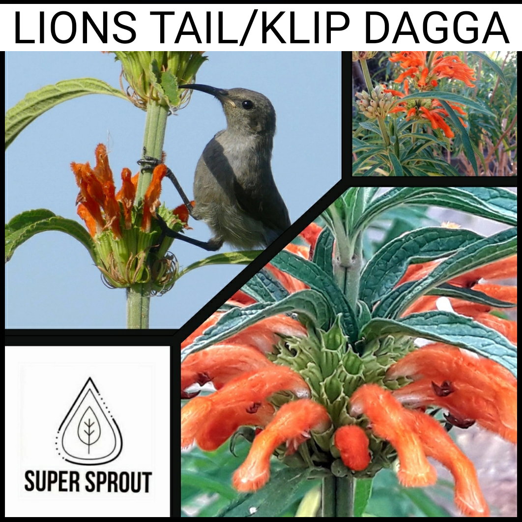 🌺LIONS TAIL/ KLIP DAGGA 🌺 x 15 seeds_2