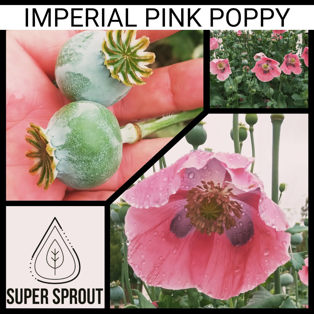 🌸IMPERIAL PINK POPPY🌸 x 100+ seeds_2
