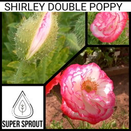 🌸SHIRLEY DOUBLE POPPY🌸 x 100+ seeds