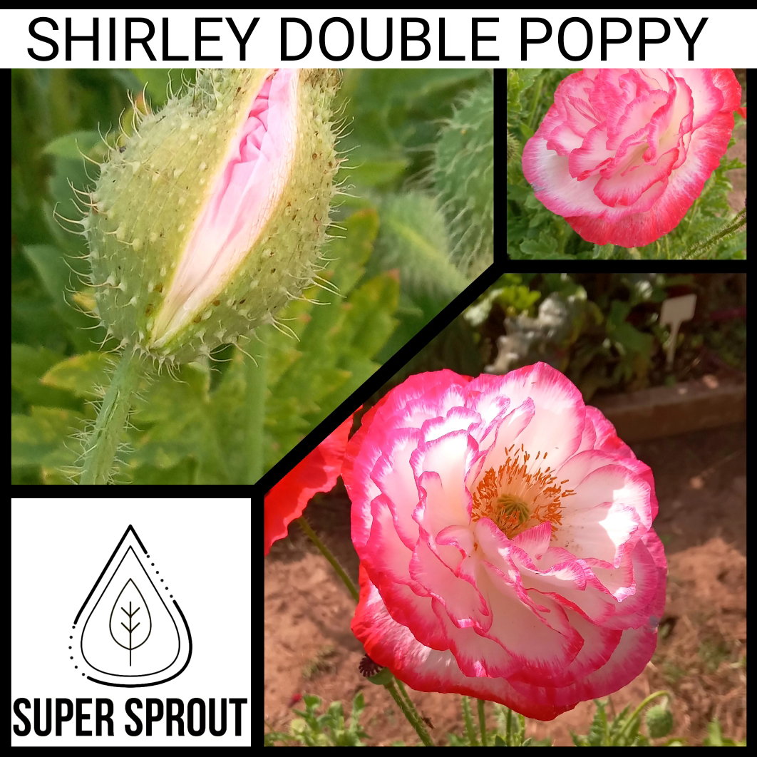 🌸SHIRLEY DOUBLE POPPY🌸 x 100+ seeds_2