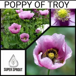 🌸POPPY OF TROY🌸 x 100+ seeds