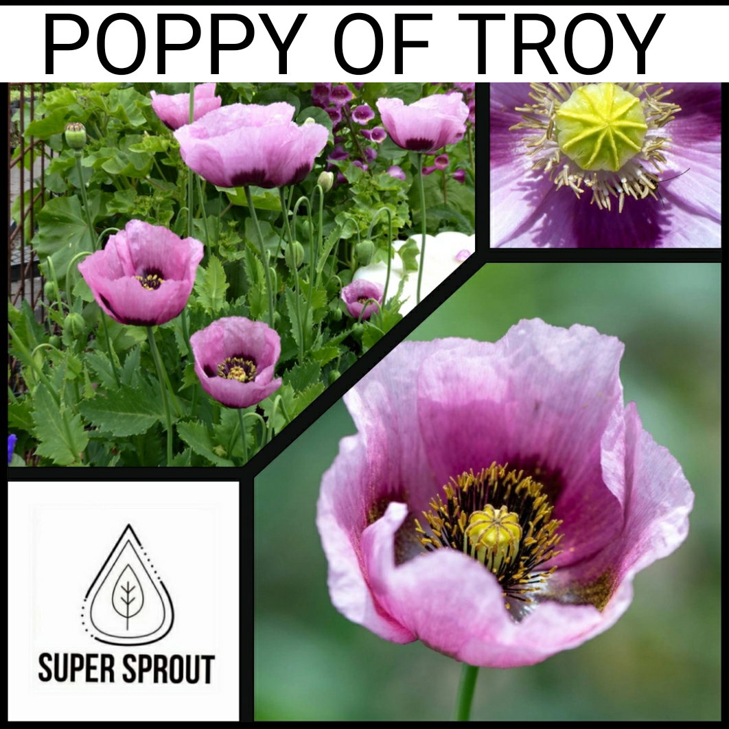 🌸POPPY OF TROY🌸 x 100+ seeds_1