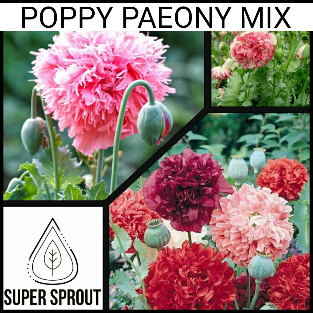 ⚘POPPY PAEONY MIX⚘ x 100+ seeds_3