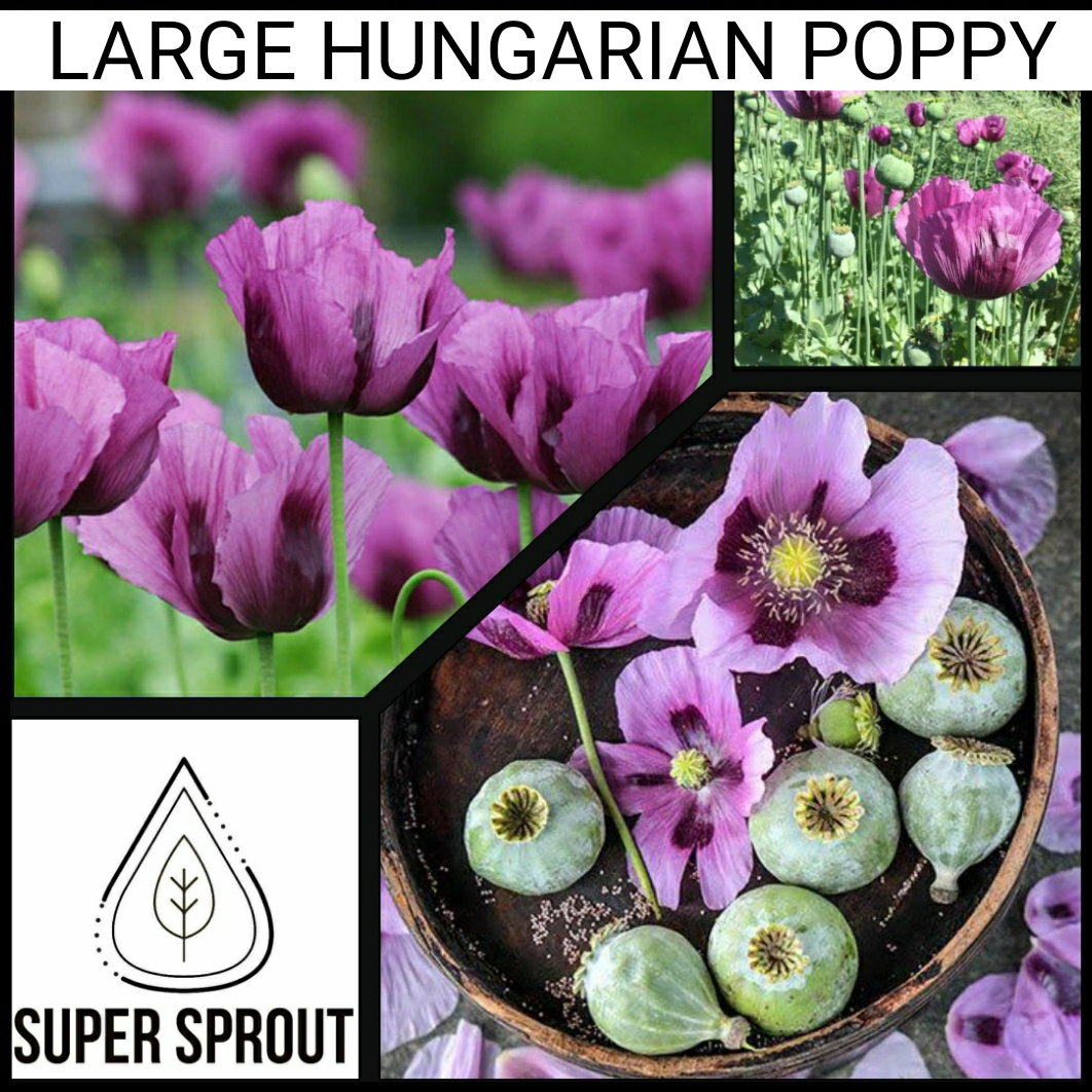 LARGE HUNGARIAN POPPY x 100+ seeds_1