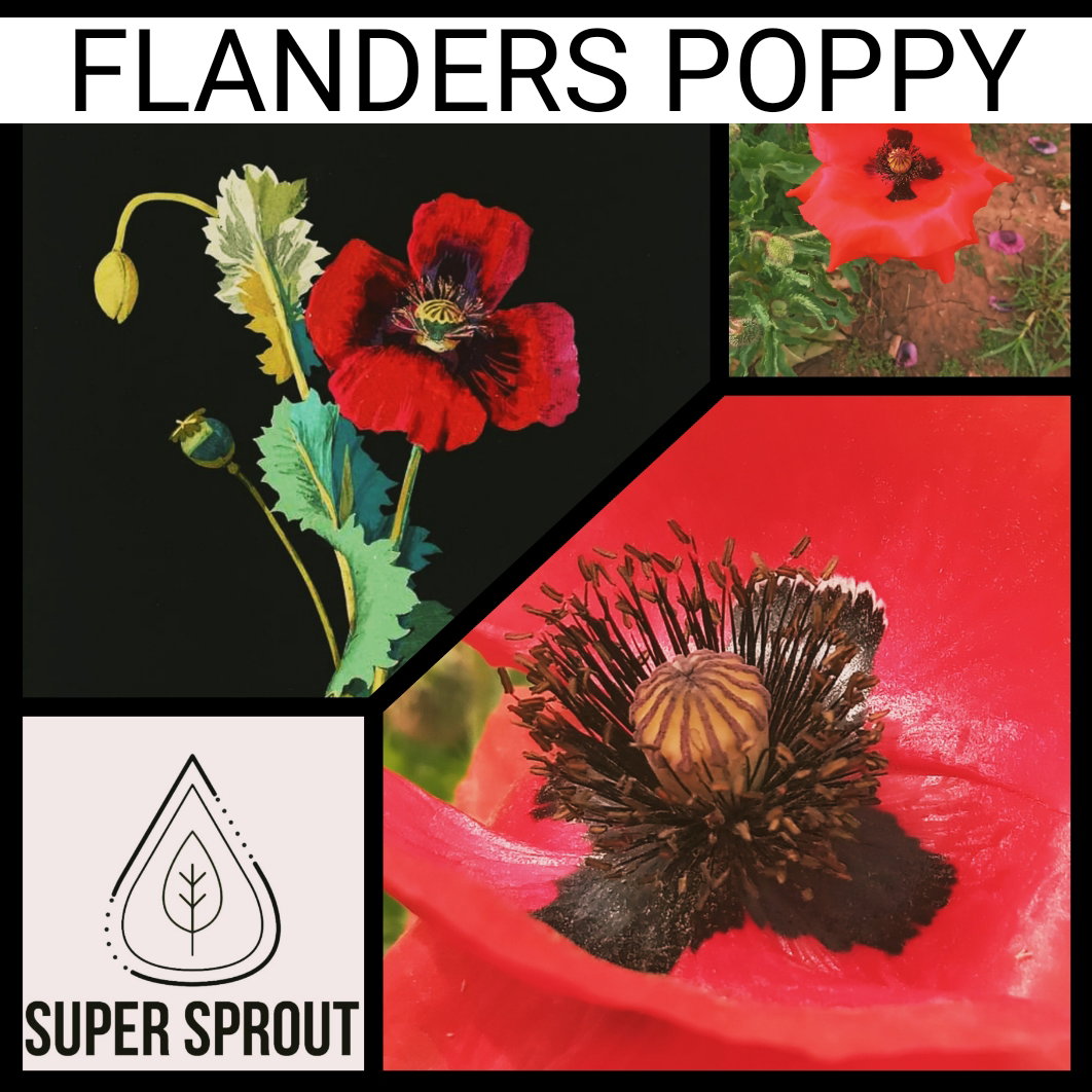 🌸FLANDERS POPPY🌸 x 100+ seeds_2