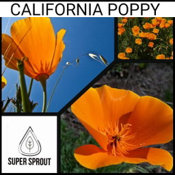 🌸CALIFORNIA POPPY🌸 x 50 seeds (not a true poppy 