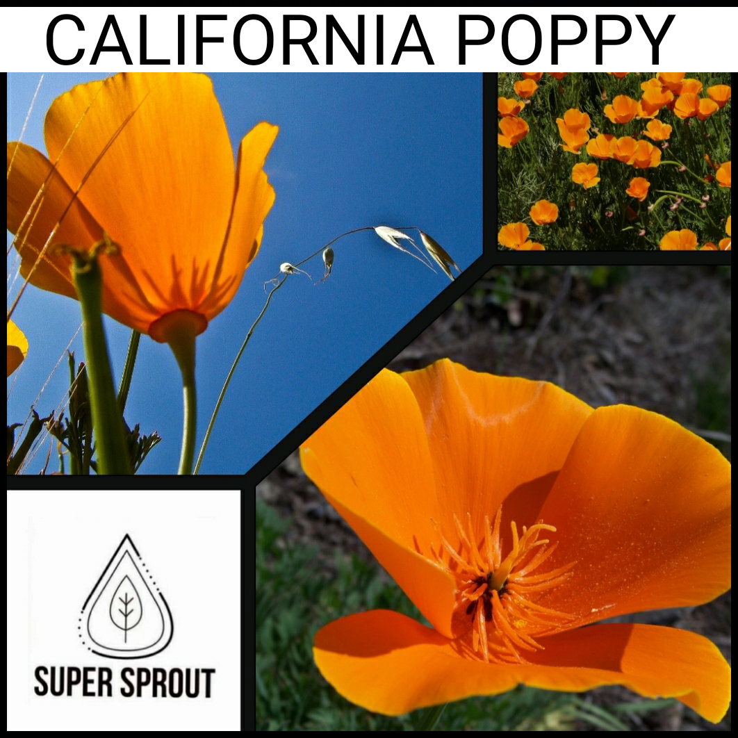 🌸CALIFORNIA POPPY🌸 x 50 seeds (not a true poppy _2