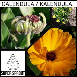 🌸CALENDULA🌸 x 15 seeds