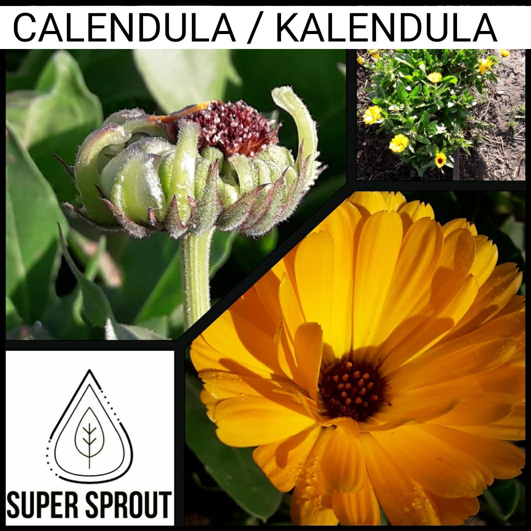 🌸CALENDULA🌸 x 15 seeds_3