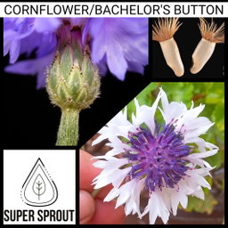 🌼CORN FLOWER🌼 x 15 seeds