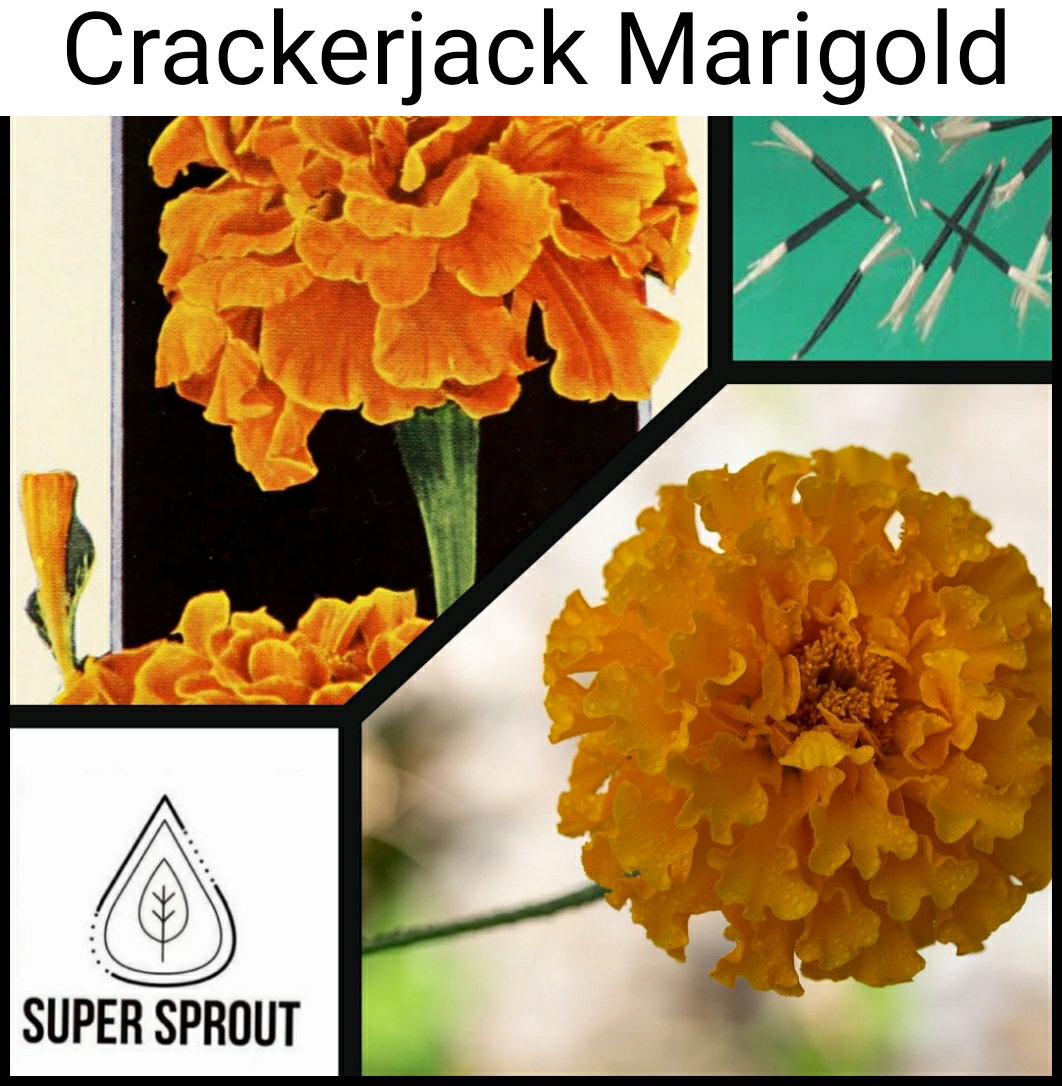 🌼MARIGOLD CRACKERJACK🌼 x 50+ seeds_1