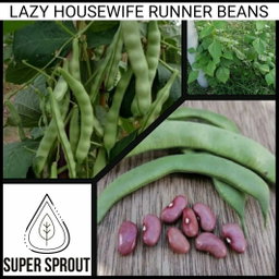 🌱LAZY HOUSEWIVE RUNNER BEANS🌱 x 10 seeds