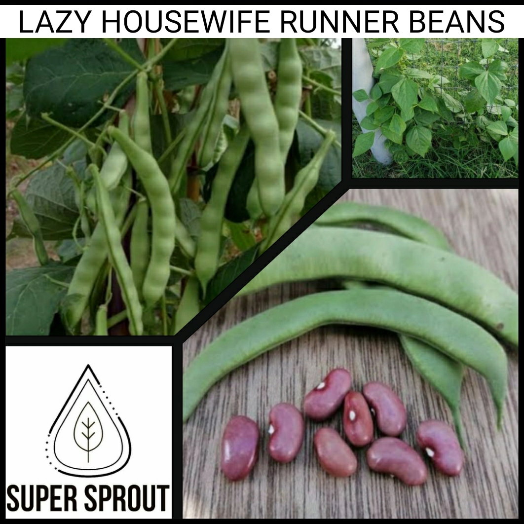 🌱LAZY HOUSEWIVE RUNNER BEANS🌱 x 10 seeds_1