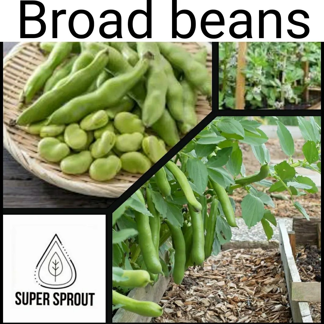 🥜BROAD BEANS🥜 x 5 seeds_1