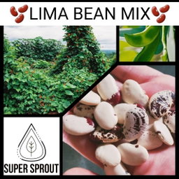 🫘LIMA BEAN MIX🫘 x 10+ seeds