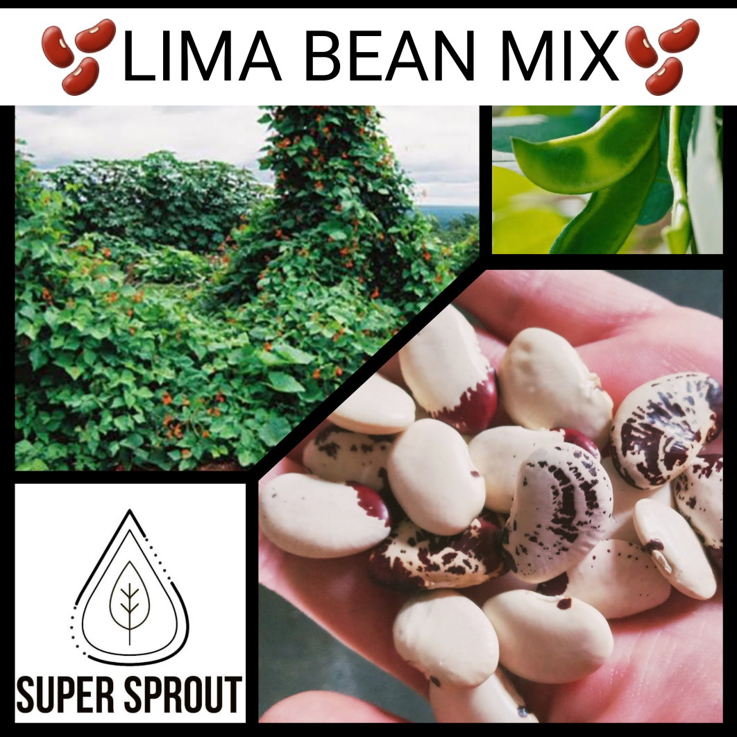 🫘LIMA BEAN MIX🫘 x 10+ seeds