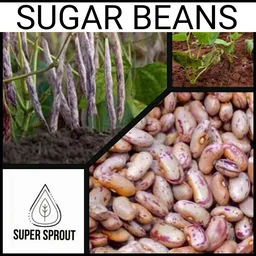🌿SUGAR BEANS🌿 x 20+ seeds