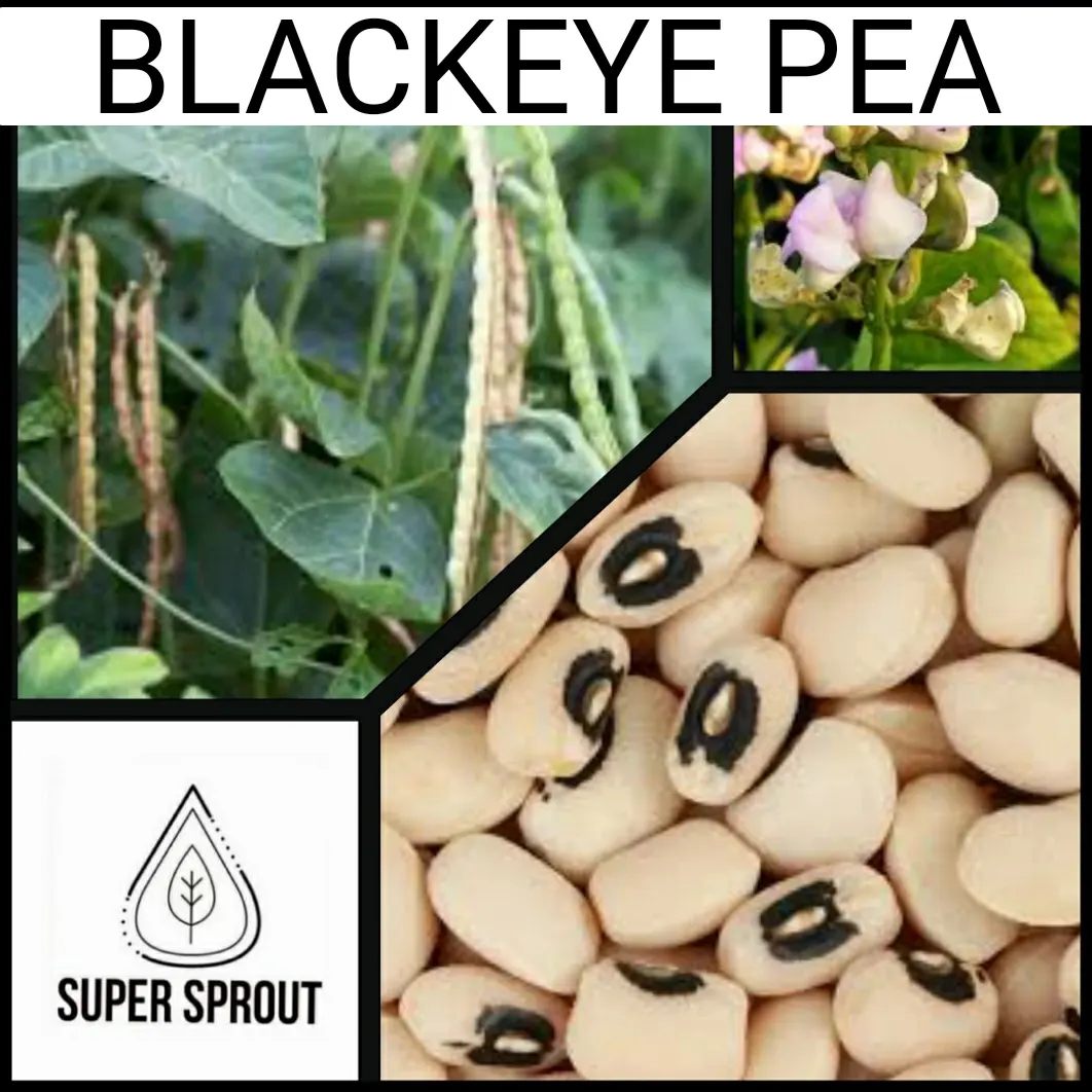 🌿BLACK-EYED PEA🌿 x 25  organic seeds_1