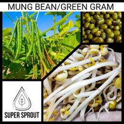 🫘MUNG BEANS🫘 x 50 organic seeds