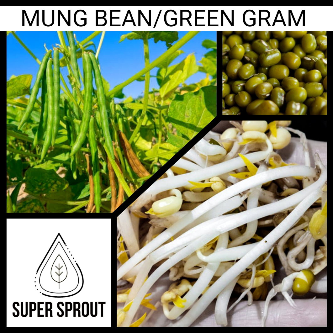 🫘MUNG BEANS🫘 x 50 organic seeds_1
