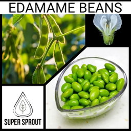 EDAMAME BEANS x 25 seeds