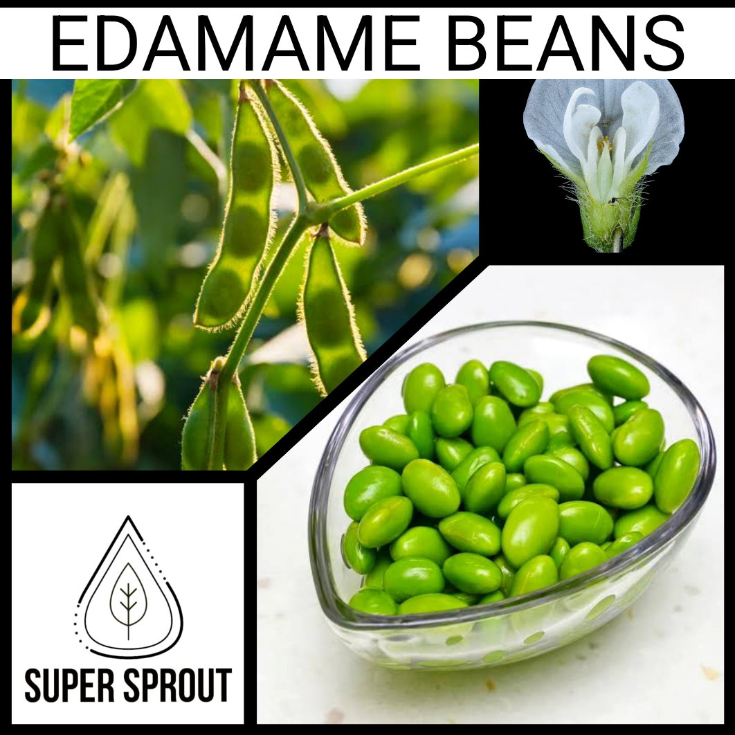 EDAMAME BEANS x 25 seeds_1