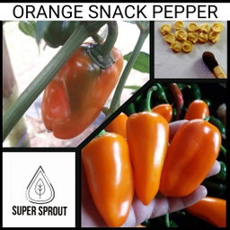 🫑ORANGE SNACK PEPPER🫑 x 10+ organic seeds