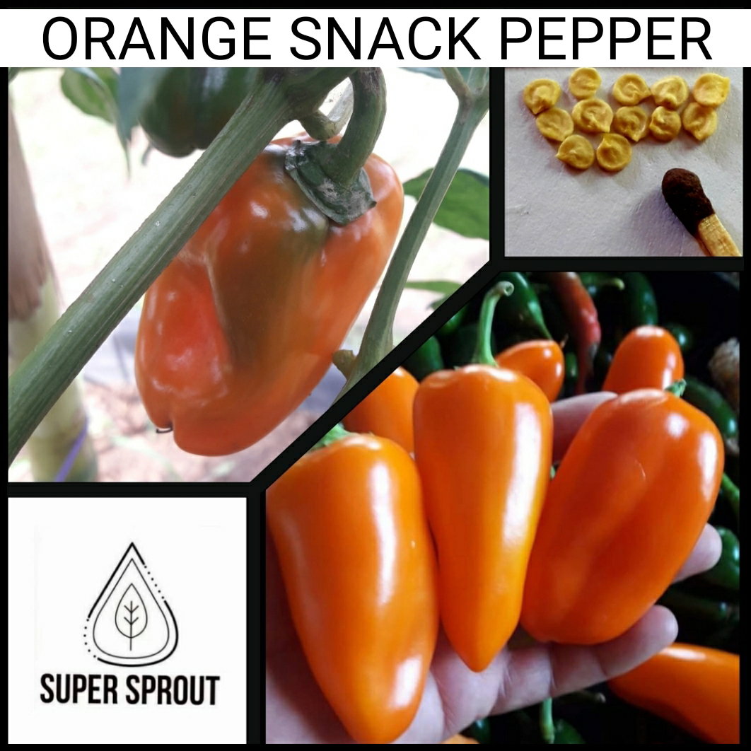 🫑ORANGE SNACK PEPPER🫑 x 10+ organic seeds_2