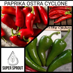 🫑HUNGARIAN PAPRIKA OSTRA CYCLONE🫑 x 10 organic seeds