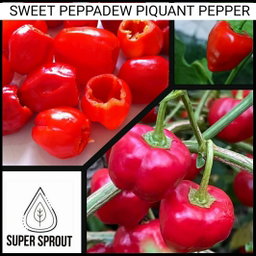 🫑PEPPADEW PIQUANTE PEPPER 🫑 x 15+ organic seeds