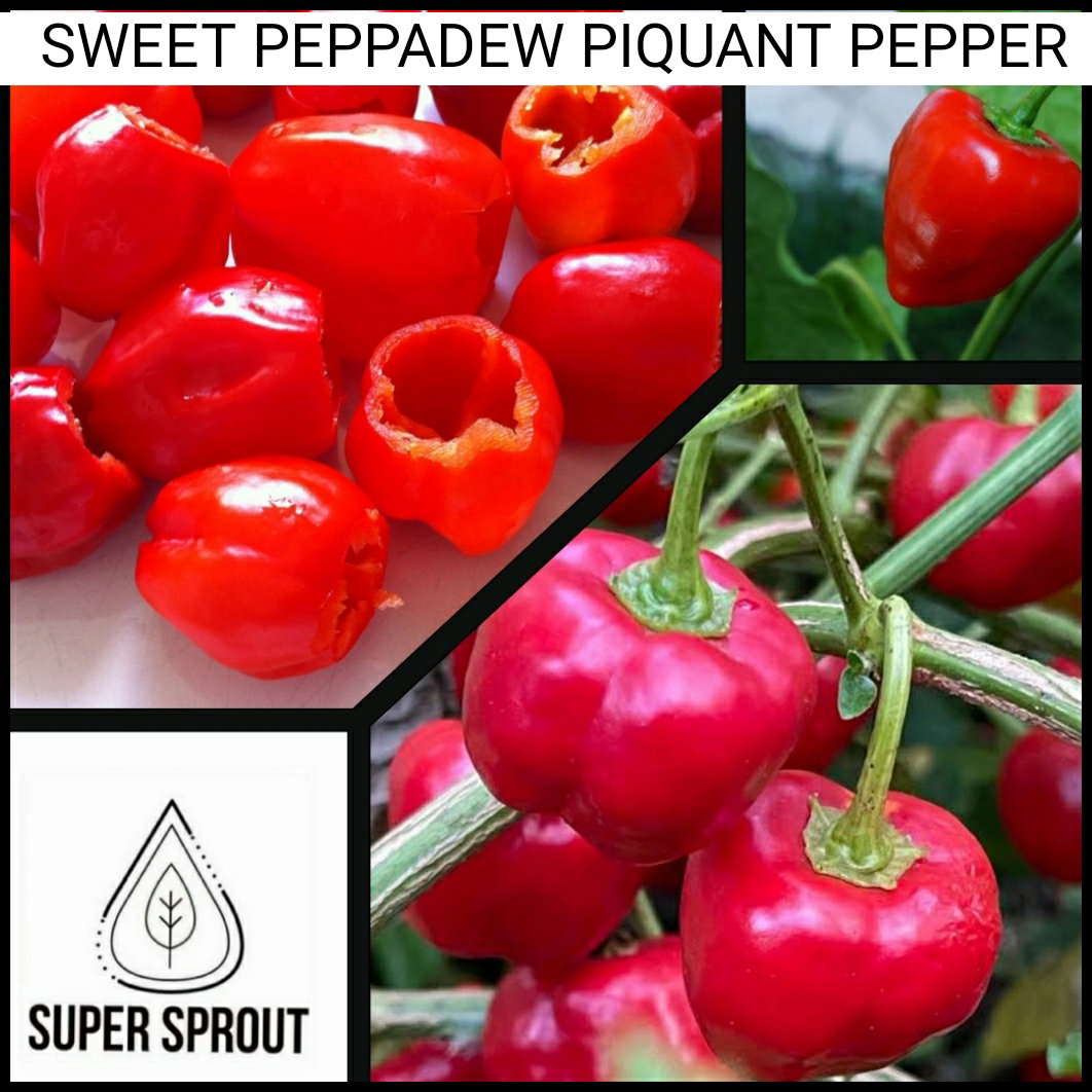 🫑PEPPADEW PIQUANTE PEPPER 🫑 x 15+ organic seeds_2