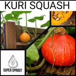 🎃KURI SQUASH🎃 x 10 seeds