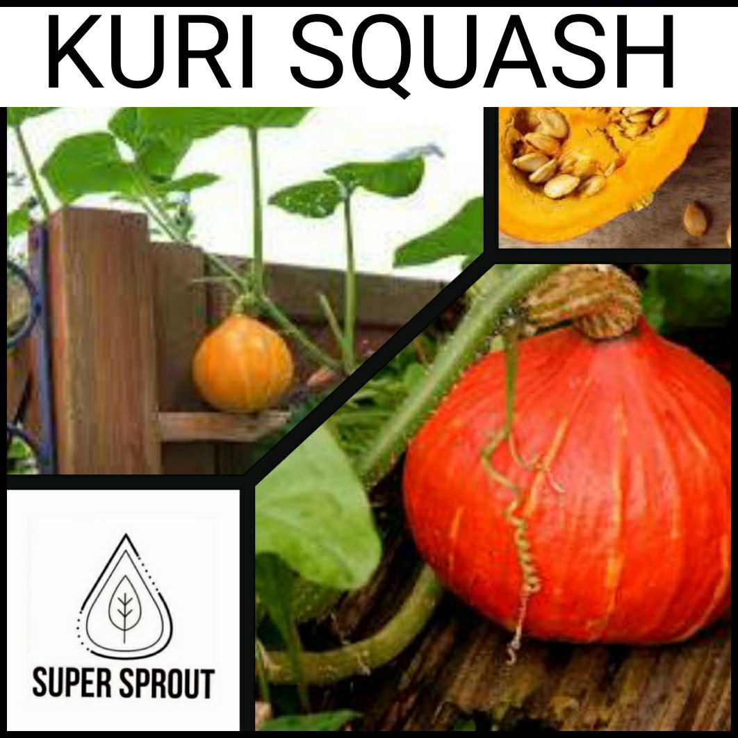 🎃KURI SQUASH🎃 x 10 seeds_2